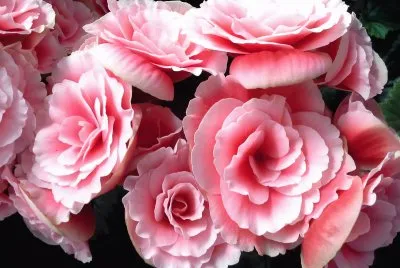 èŠ±