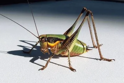 פאזל של Grashopper