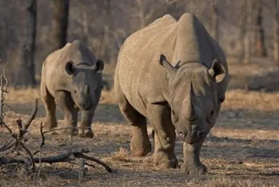 פאזל של Black Rhino  Namibia
