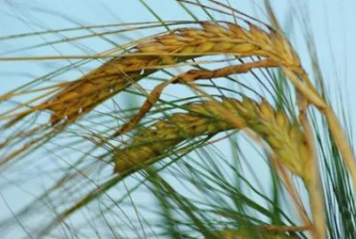 avena