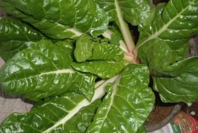 bieta