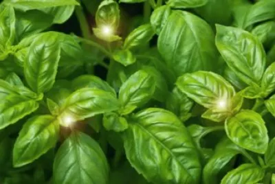 basilico