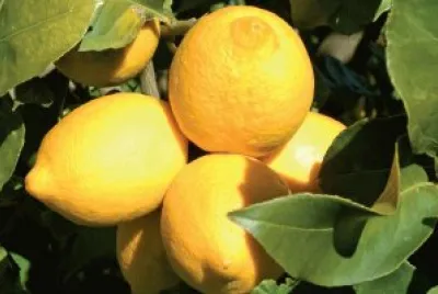 bergamotto