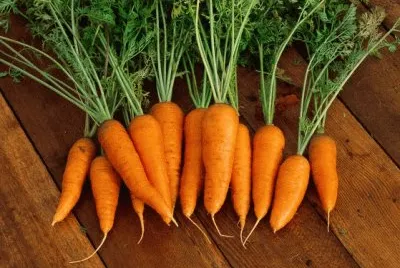 carota