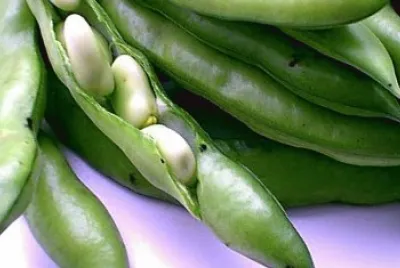 fava