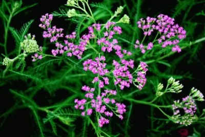 Little Flowers