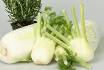 finocchio
