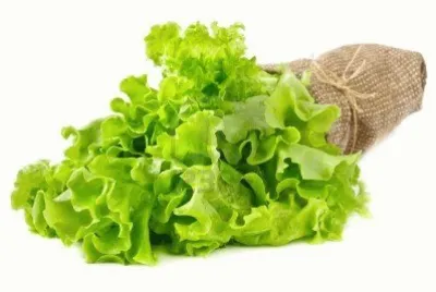 insalata