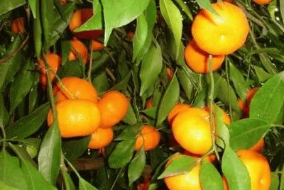 mandarino