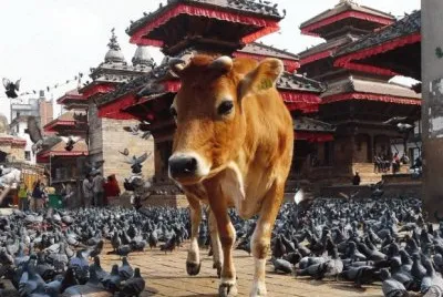 Holy Cow  in Downtown Kathmandu  Nepal