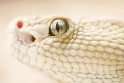 White(?) Snake