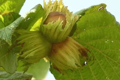 nocciola