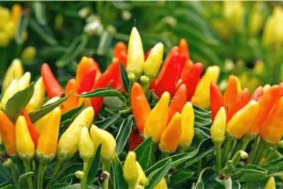 peperoncino
