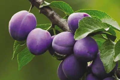 prugna