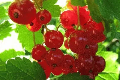 ribes