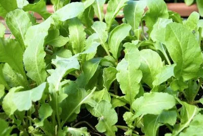 rucola