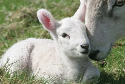 agnello