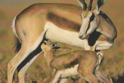 antilope