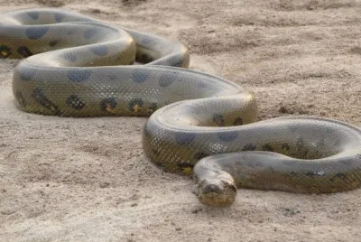 anaconda