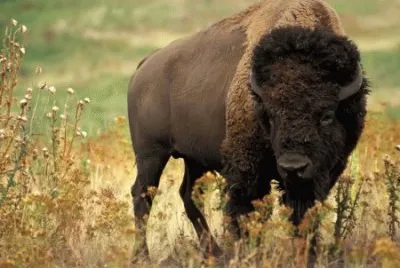 bisonte