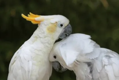 פאזל של cacatua
