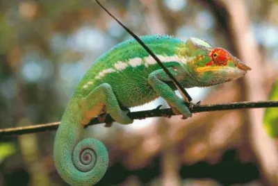 camaleonte