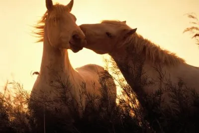 cavallo
