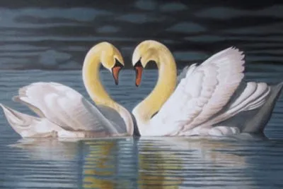cigno