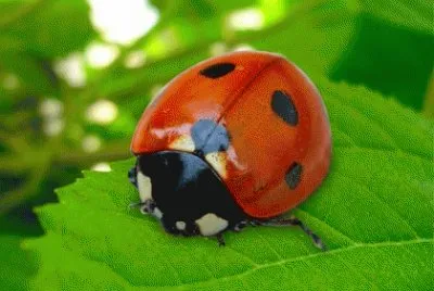 coccinella