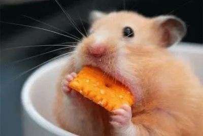 criceto