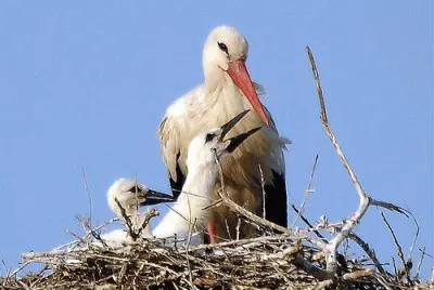 cicogna