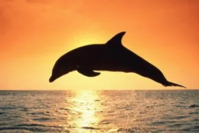 delfino
