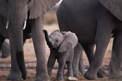 פאזל של elefante