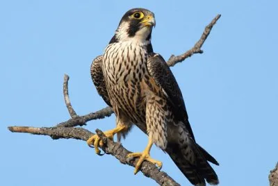 פאזל של falco