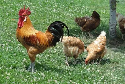 gallo