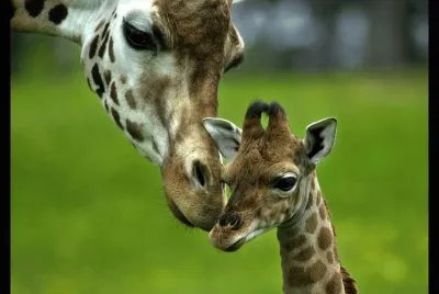 פאזל של giraffa