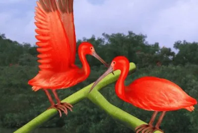 פאזל של ibis