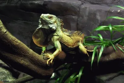 פאזל של iguana