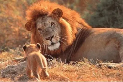 פאזל של leone