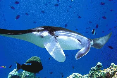 פאזל של manta