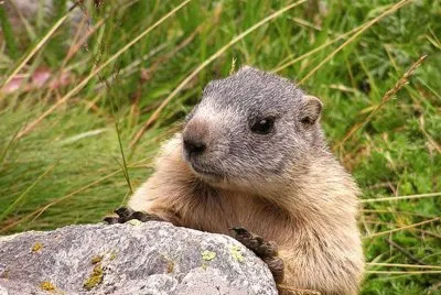פאזל של marmotta