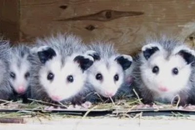 opossum jigsaw puzzle