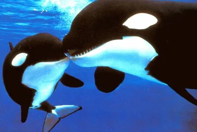 orca