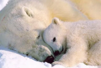 orso jigsaw puzzle
