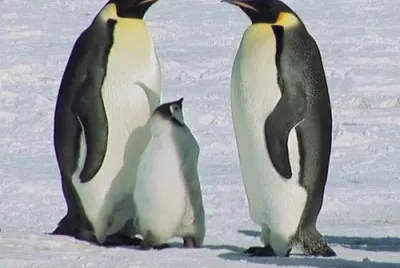 pinguino jigsaw puzzle