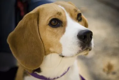 Beagle jigsaw puzzle