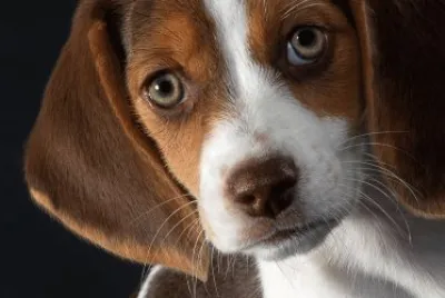 Beagle jigsaw puzzle