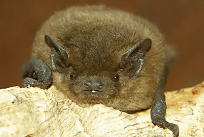 pipistrello jigsaw puzzle