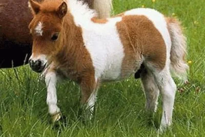 pony jigsaw puzzle