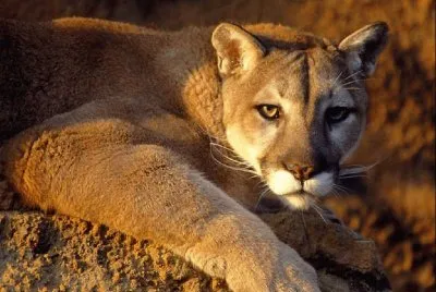 puma jigsaw puzzle